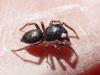 Heliophanus sp.